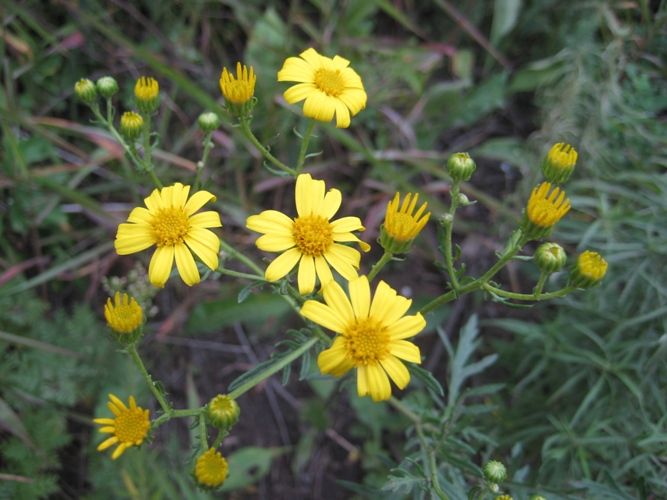 Image of Senecio argunensis specimen.