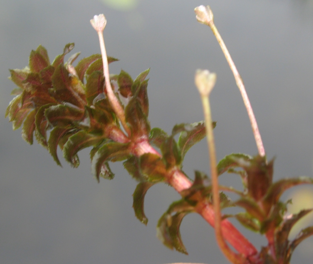 Image of Hydrilla verticillata specimen.