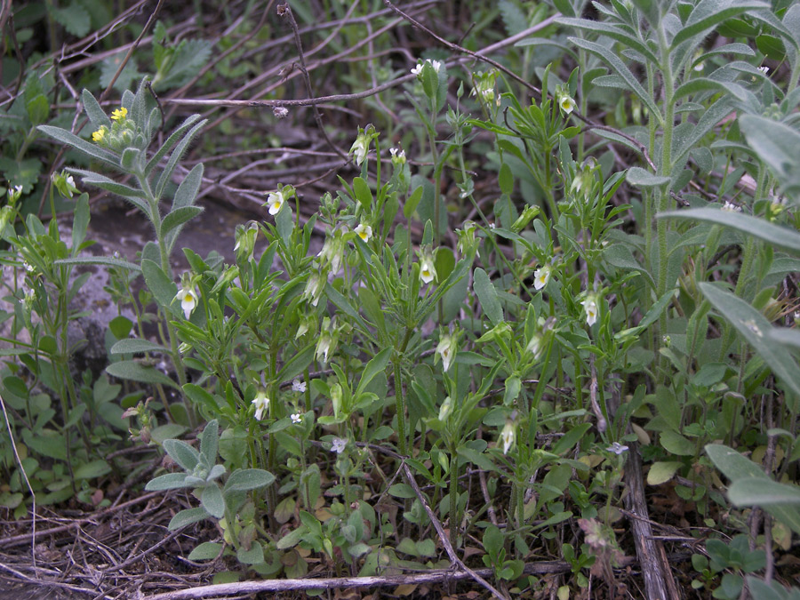 Image of Viola kitaibeliana specimen.