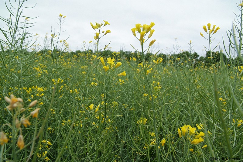 Image of Brassica napus specimen.