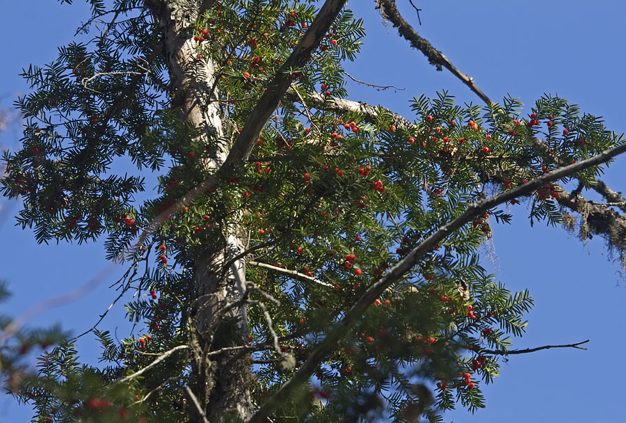 Image of Taxus cuspidata specimen.