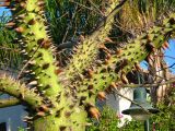 Ceiba speciosa. Часть ствола с основаниями скелетных ветвей. Израиль, Шарон, г. Герцлия, в культуре. 27.03.2008.