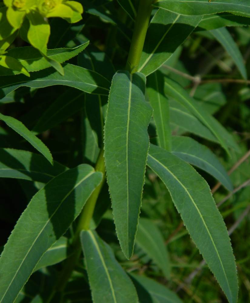 Изображение особи Euphorbia semivillosa.