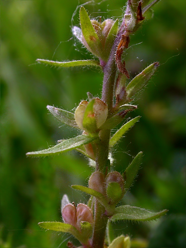 Image of Veronica arvensis specimen.