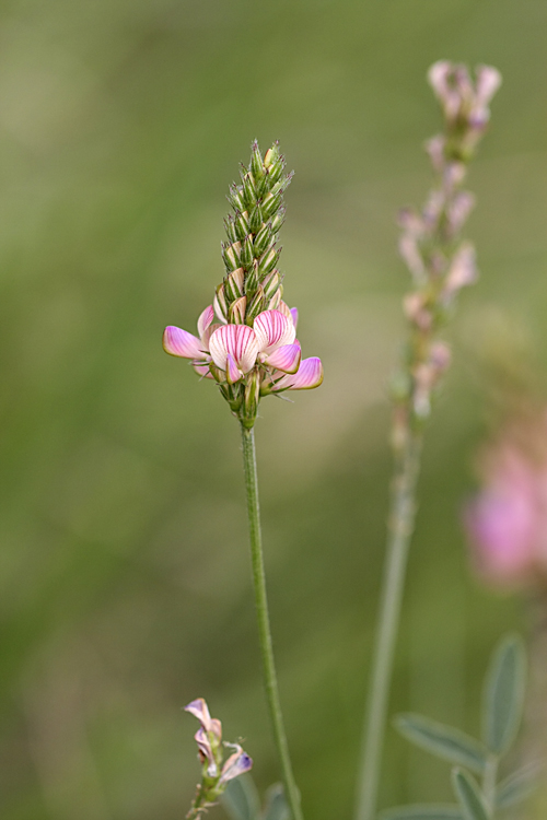 Image of genus Onobrychis specimen.