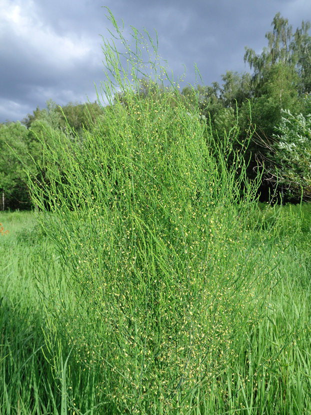 Image of Asparagus officinalis specimen.