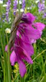 Gladiolus tenuis