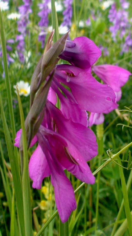 Изображение особи Gladiolus tenuis.