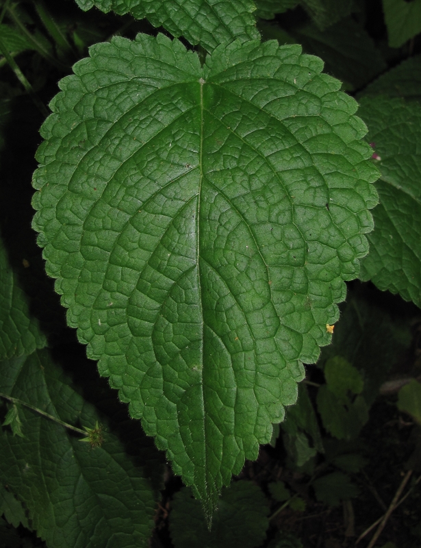 Изображение особи Stachys sylvatica.