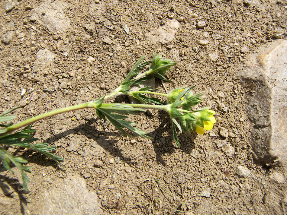 Image of Potentilla semilaciniosa specimen.