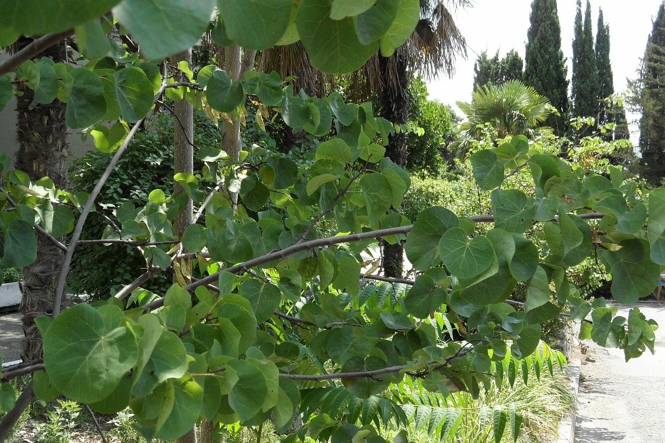 Image of Cercis siliquastrum specimen.