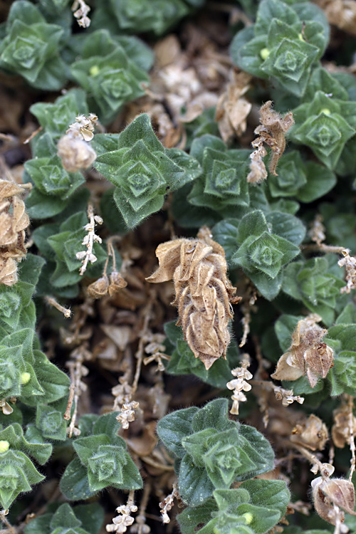 Image of Scutellaria immaculata specimen.