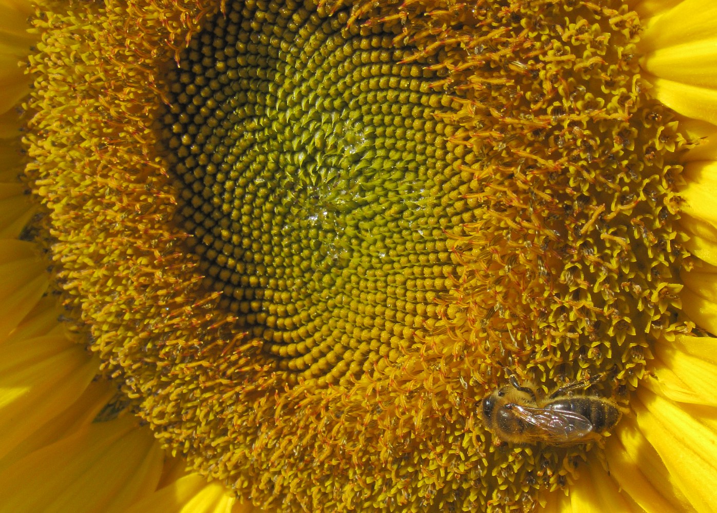 Image of Helianthus annuus specimen.