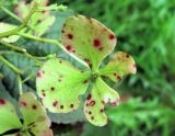 Hydrangea macrophylla subspecies serrata. Отцветший стерильный цветок. Владивосток, ботанический сад-институт ДВО РАН. 30 сентября 2012 г.