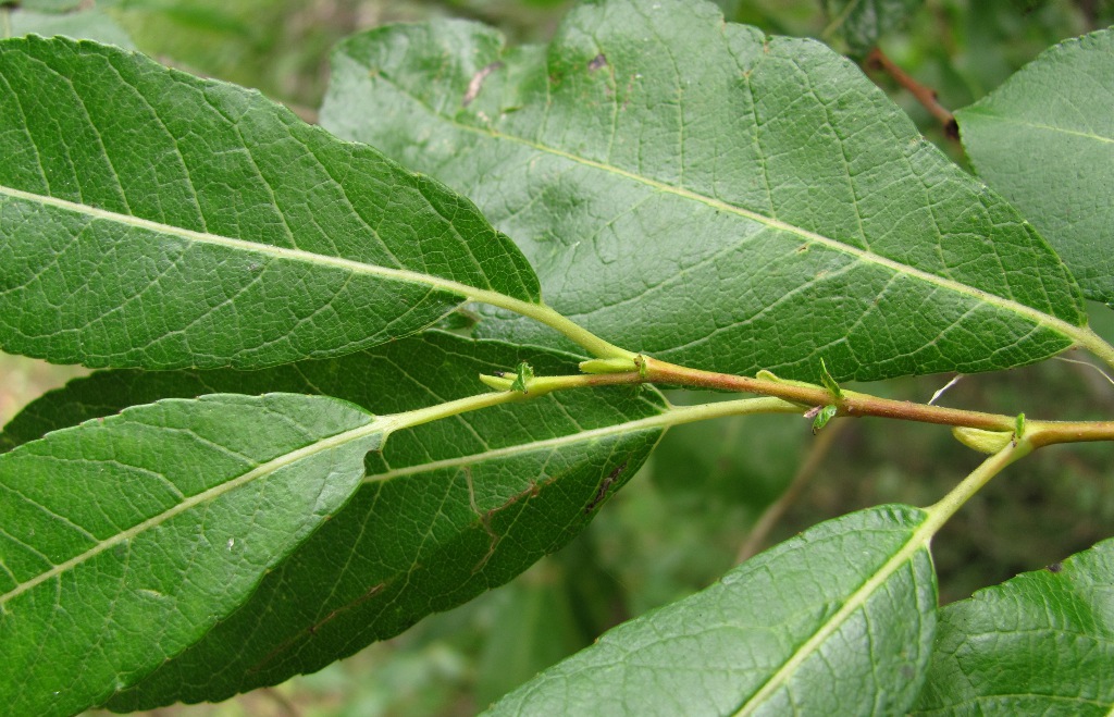 Image of Salix &times; tetrapla specimen.