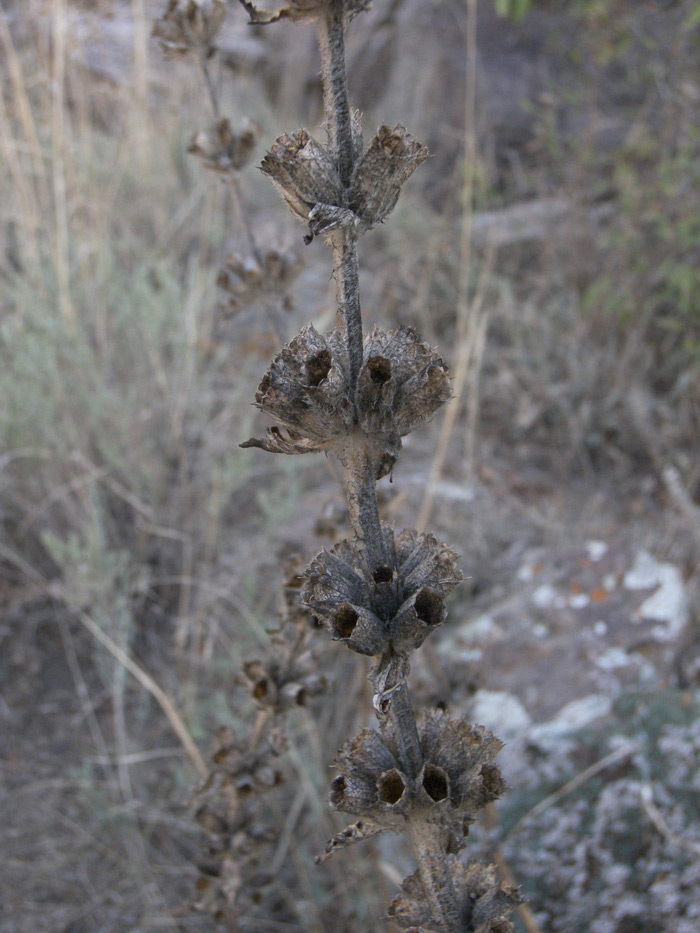 Image of Phlomoides laciniata specimen.