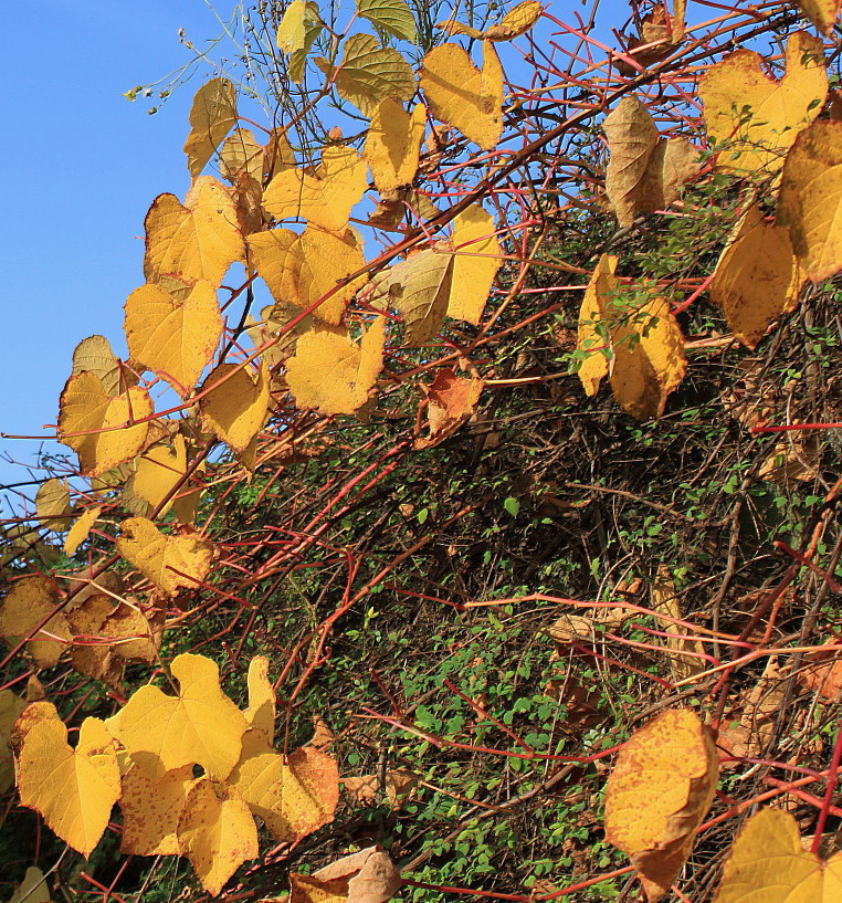 Image of genus Vitis specimen.