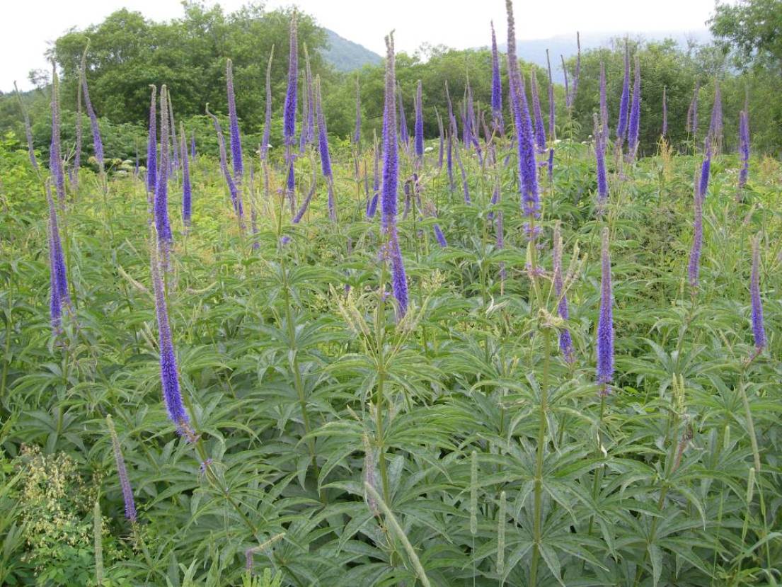 Image of Veronicastrum borissovae specimen.