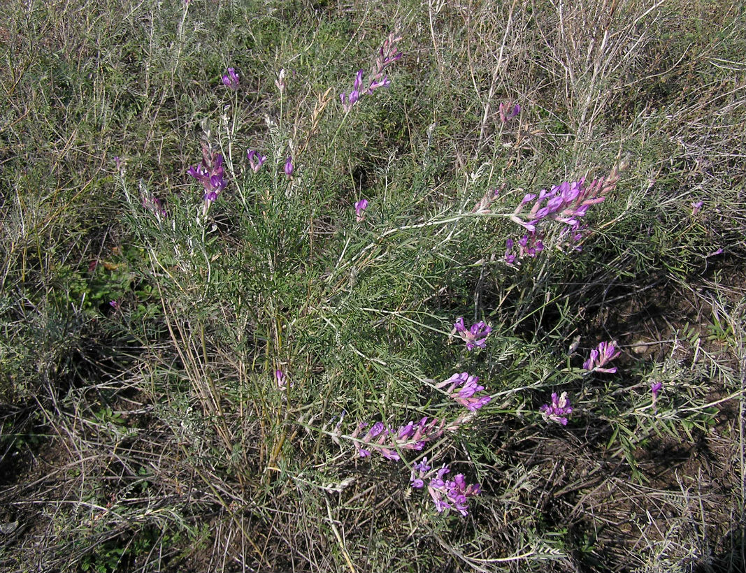 Изображение особи Astragalus varius.