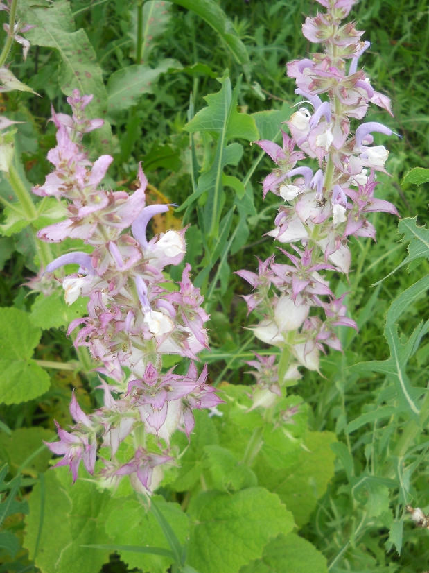 Image of Salvia sclarea specimen.