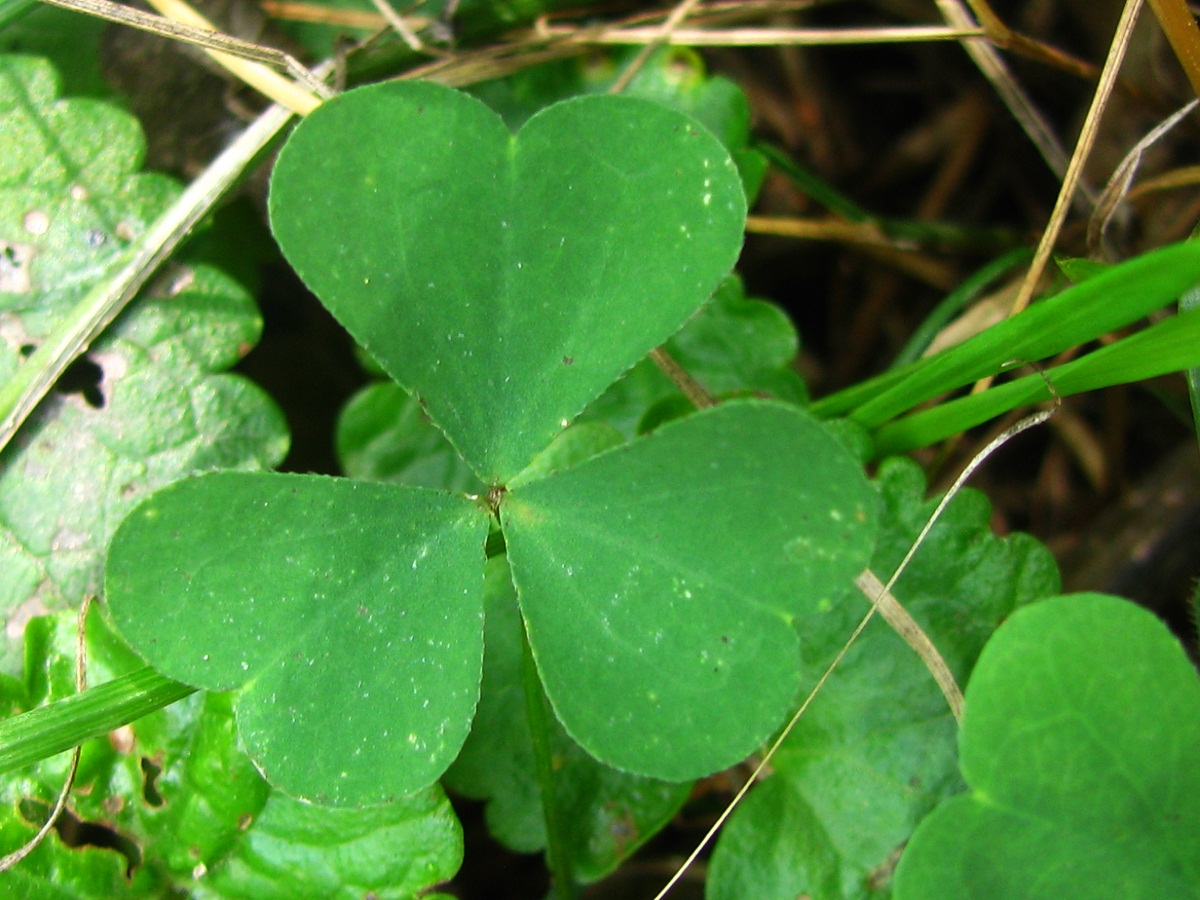 Изображение особи Oxalis stricta.