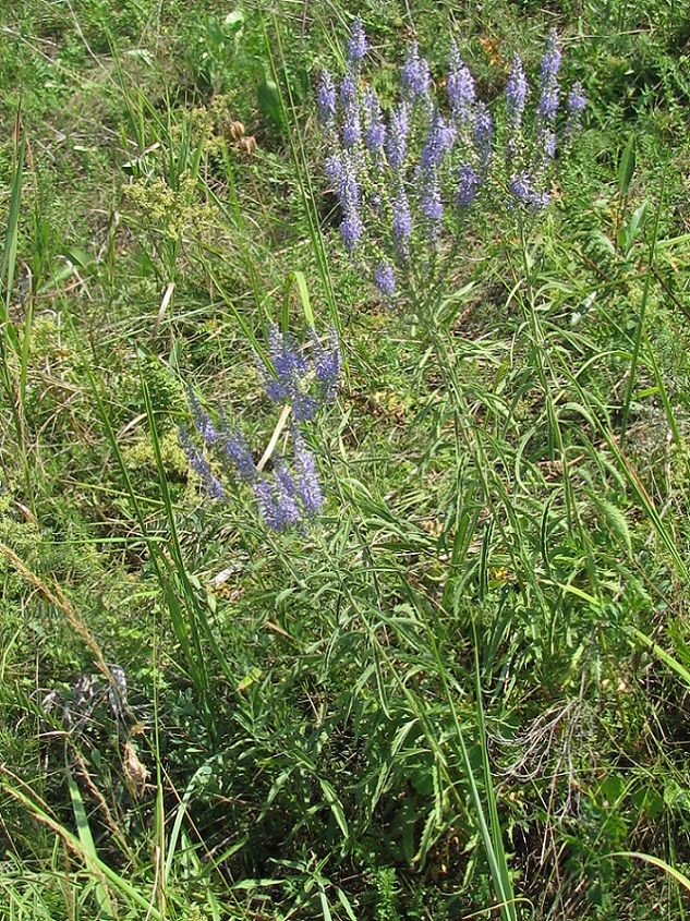 Image of Veronica spuria specimen.