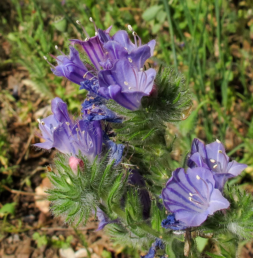 Image of Echium judaeum specimen.