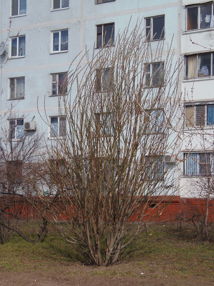 Image of Salix latifolia specimen.