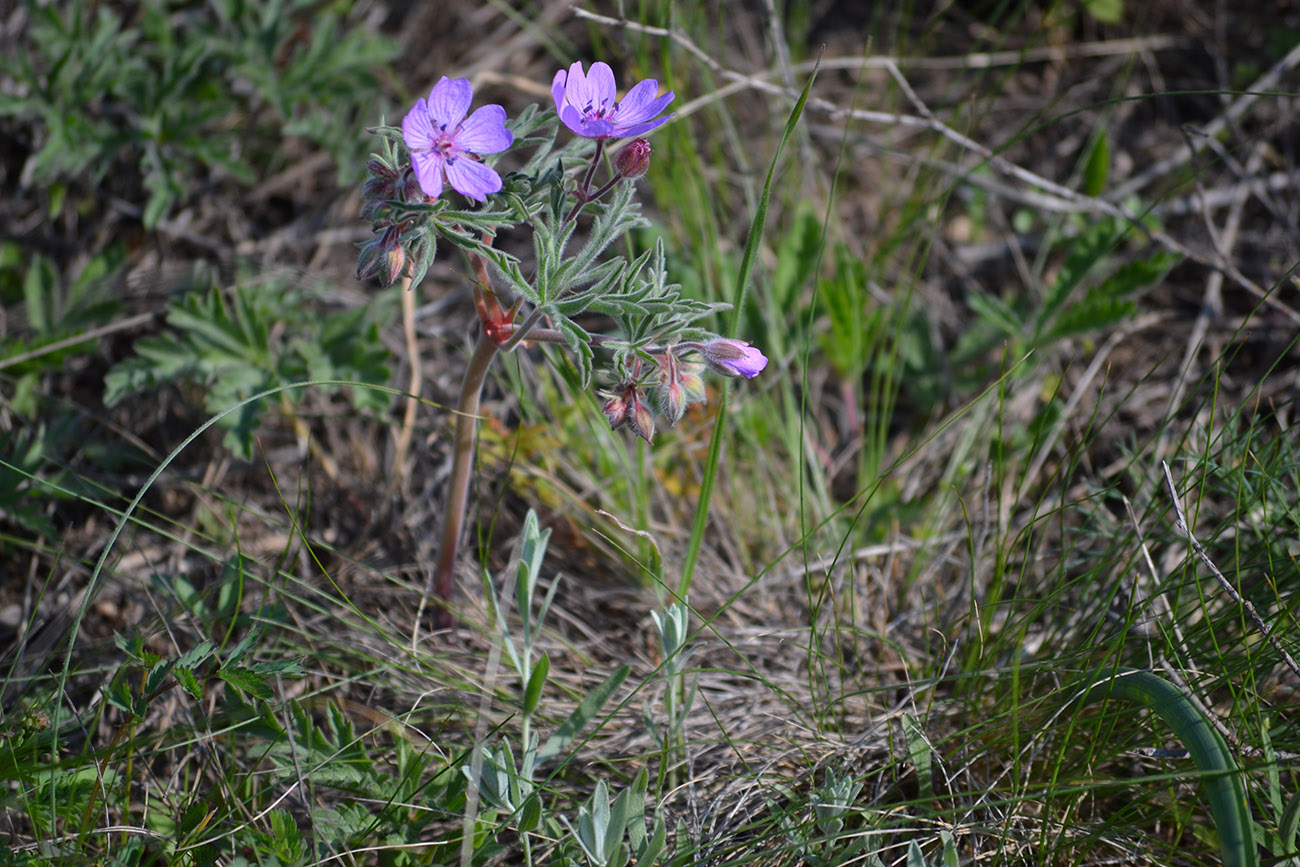 Image of Geranium tuberosum specimen.