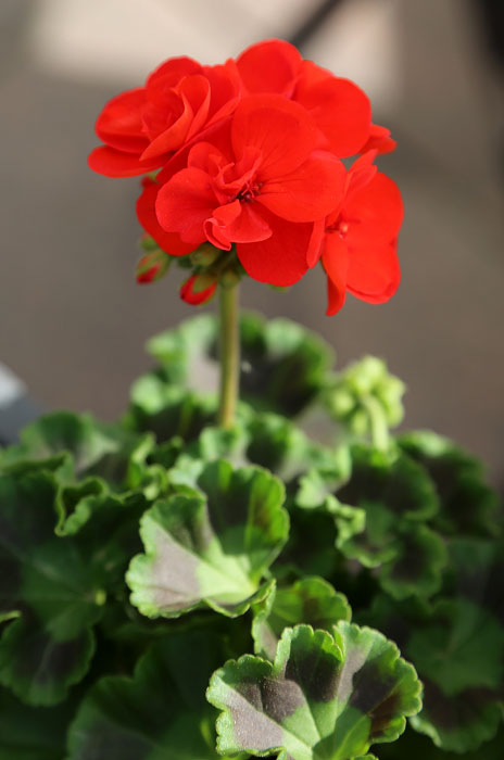 Изображение особи Pelargonium hortorum.