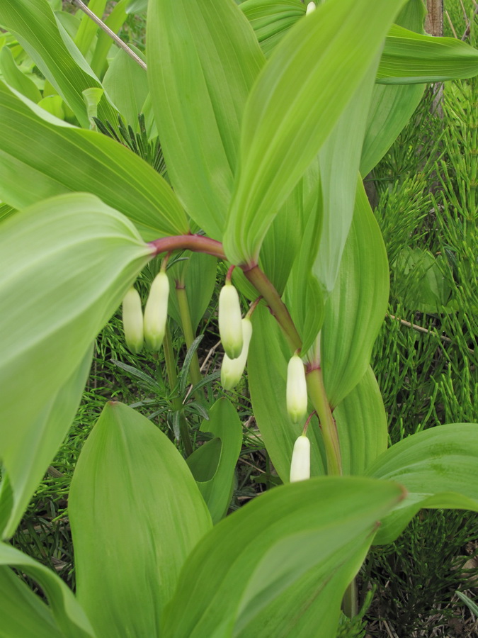 Image of Polygonatum odoratum specimen.