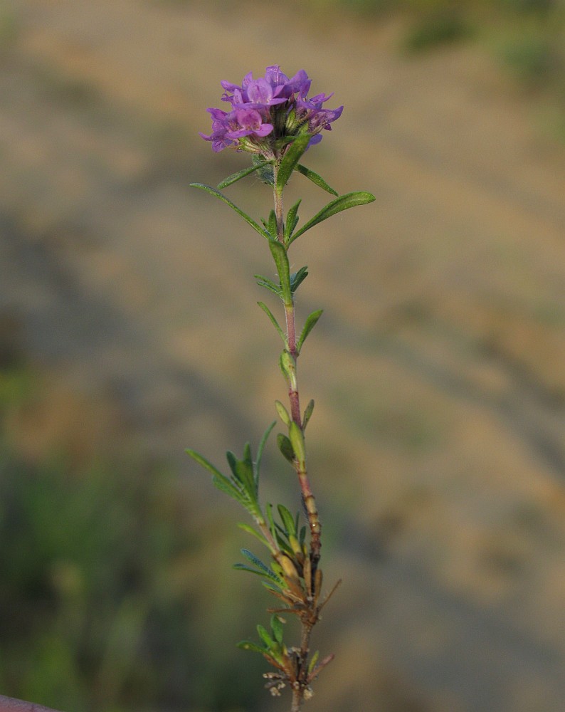 Image of Thymus pallasianus specimen.