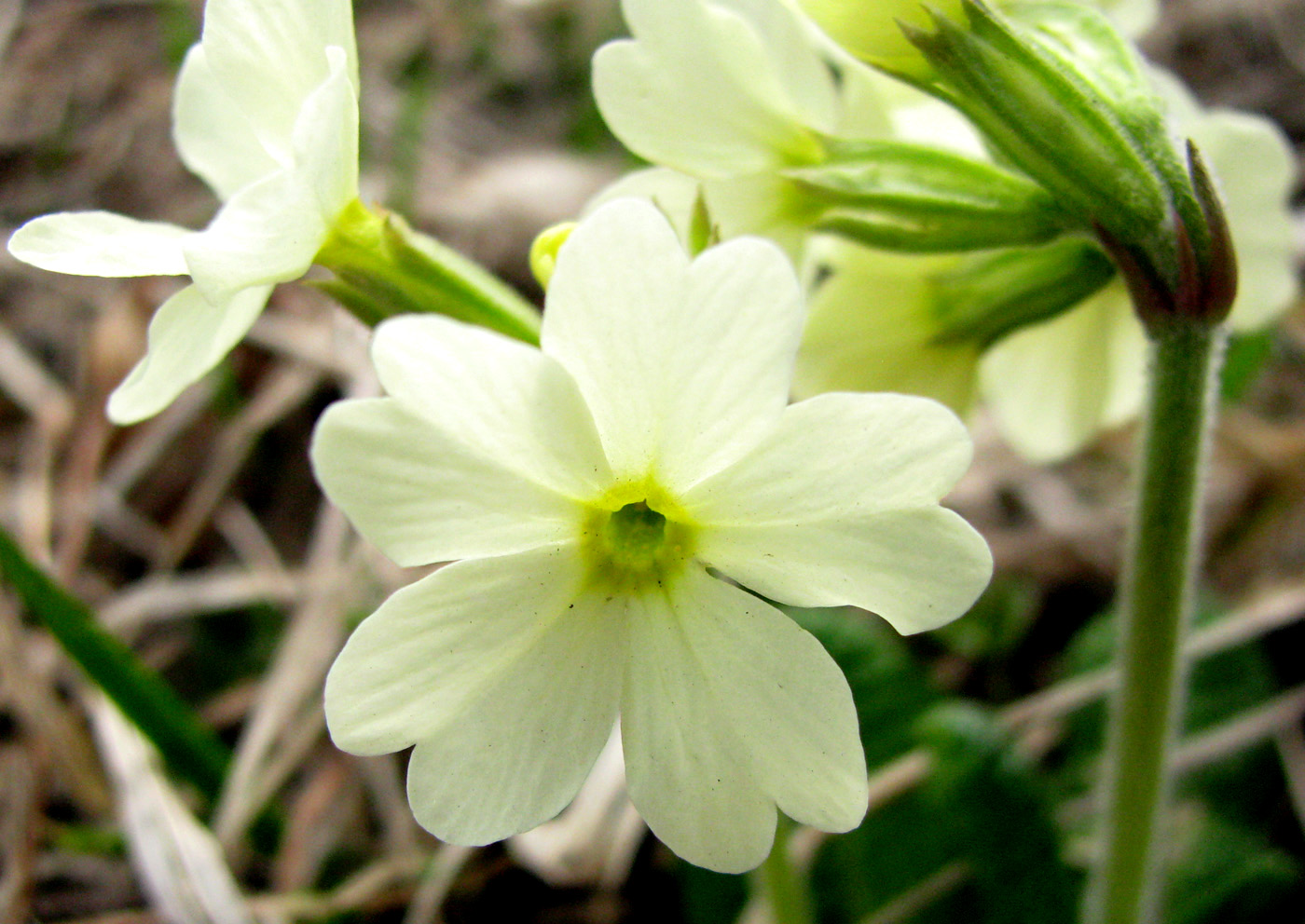 Image of Primula ruprechtii specimen.