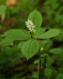 Chloranthus quadrifolius. Цветущее растение в дубово-липовом лесу. Приморский край, окр. г. Находка. 03.06.2013.