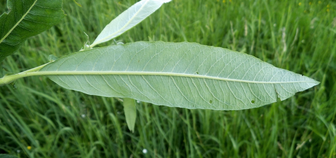 Image of Salix gmelinii specimen.