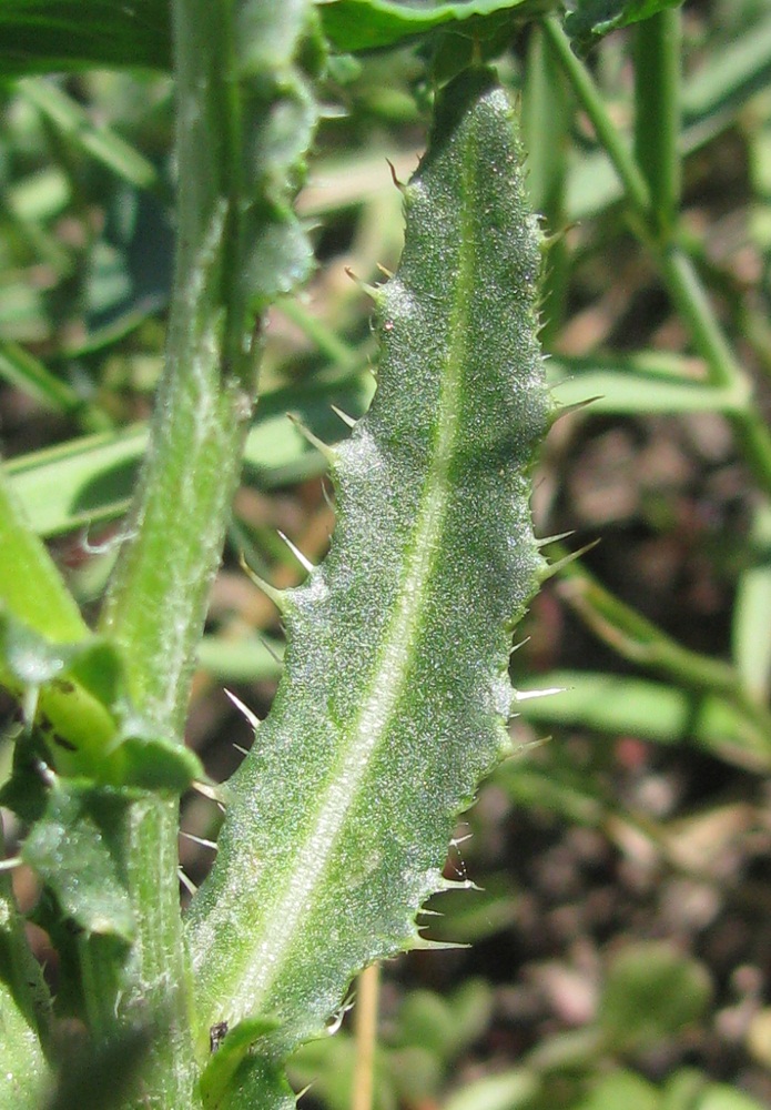 Image of genus Carduus specimen.