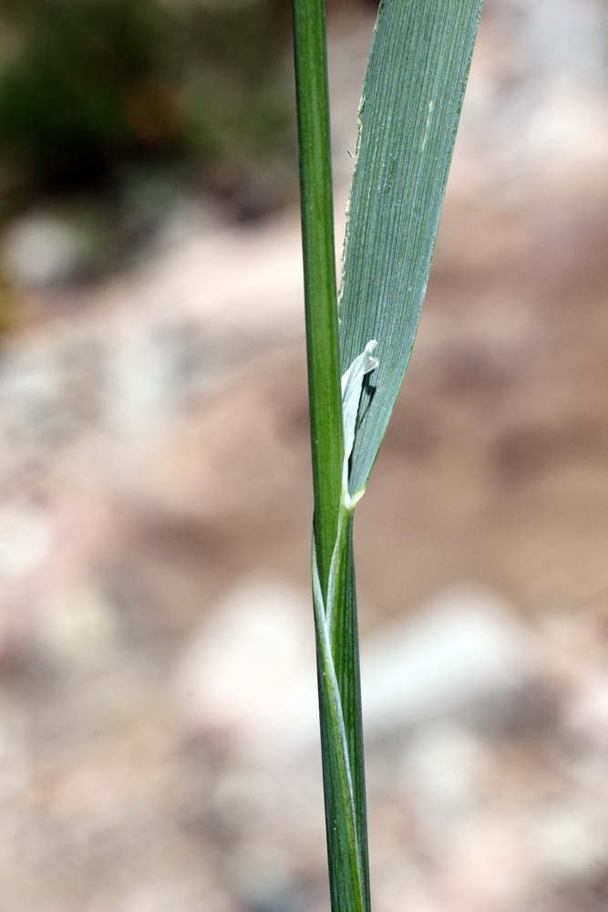 Image of Piptatherum laterale specimen.