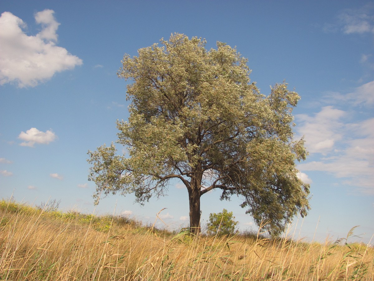 Image of Elaeagnus angustifolia specimen.