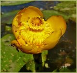 Nuphar lutea