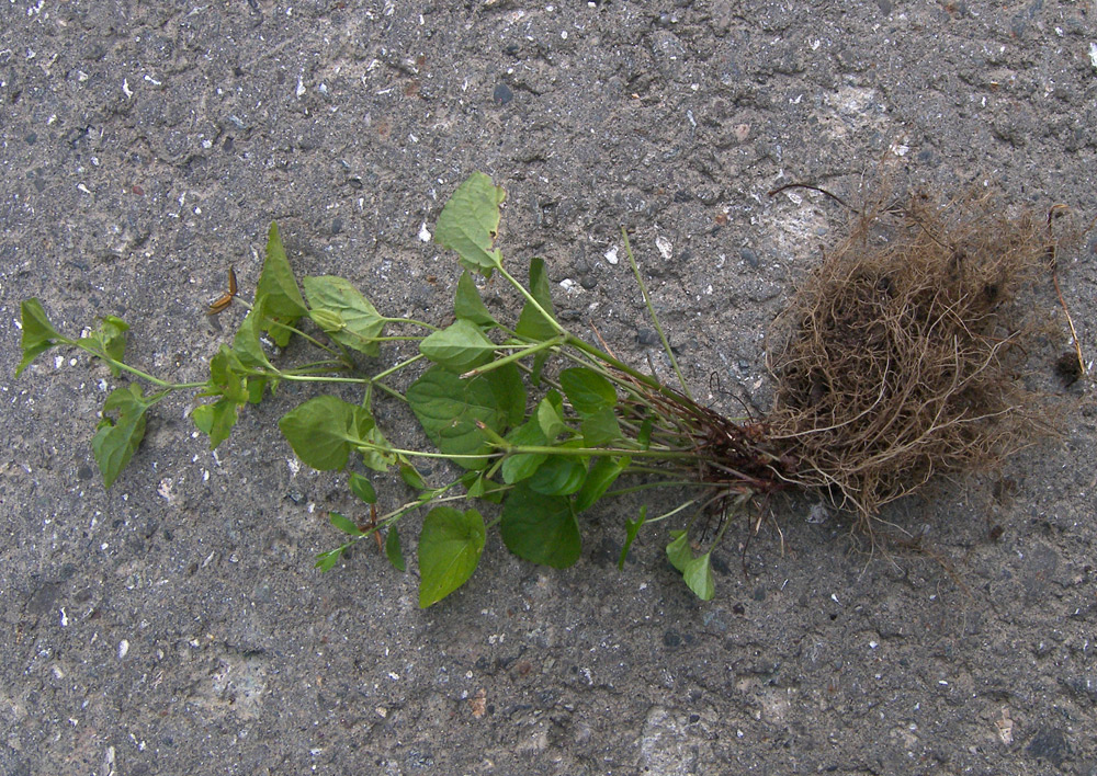 Image of Viola riviniana specimen.