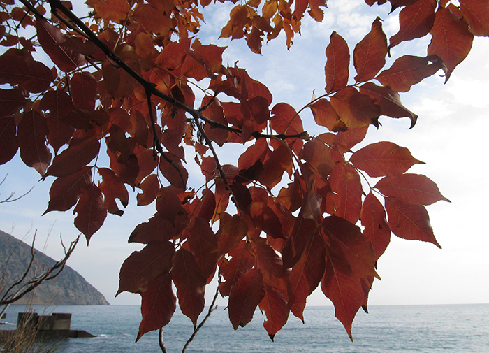 Изображение особи Fraxinus ornus.