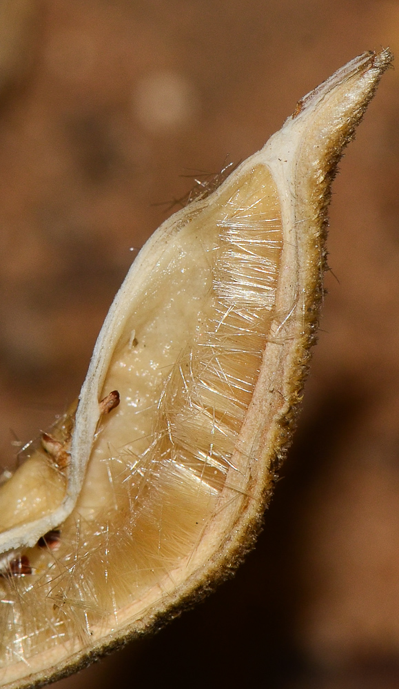 Image of Lagunaria patersonia specimen.