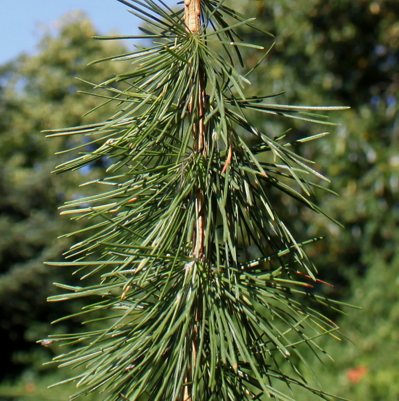 Изображение особи Larix decidua.