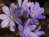 Hepatica nobilis. Цветки. Московская обл., г. Дубна, лесопарк. 31.03.2007.