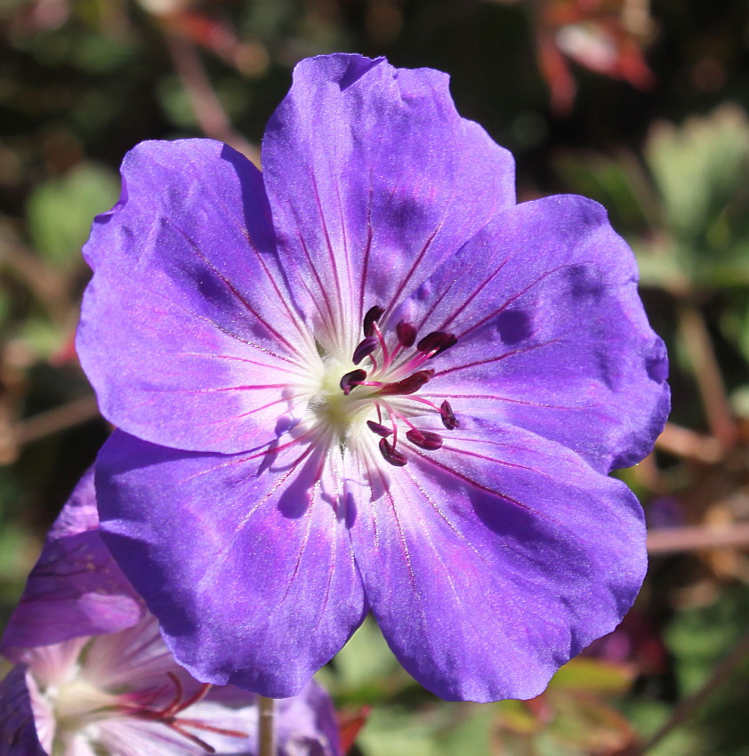 Image of genus Geranium specimen.