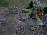 Limonium scoparium