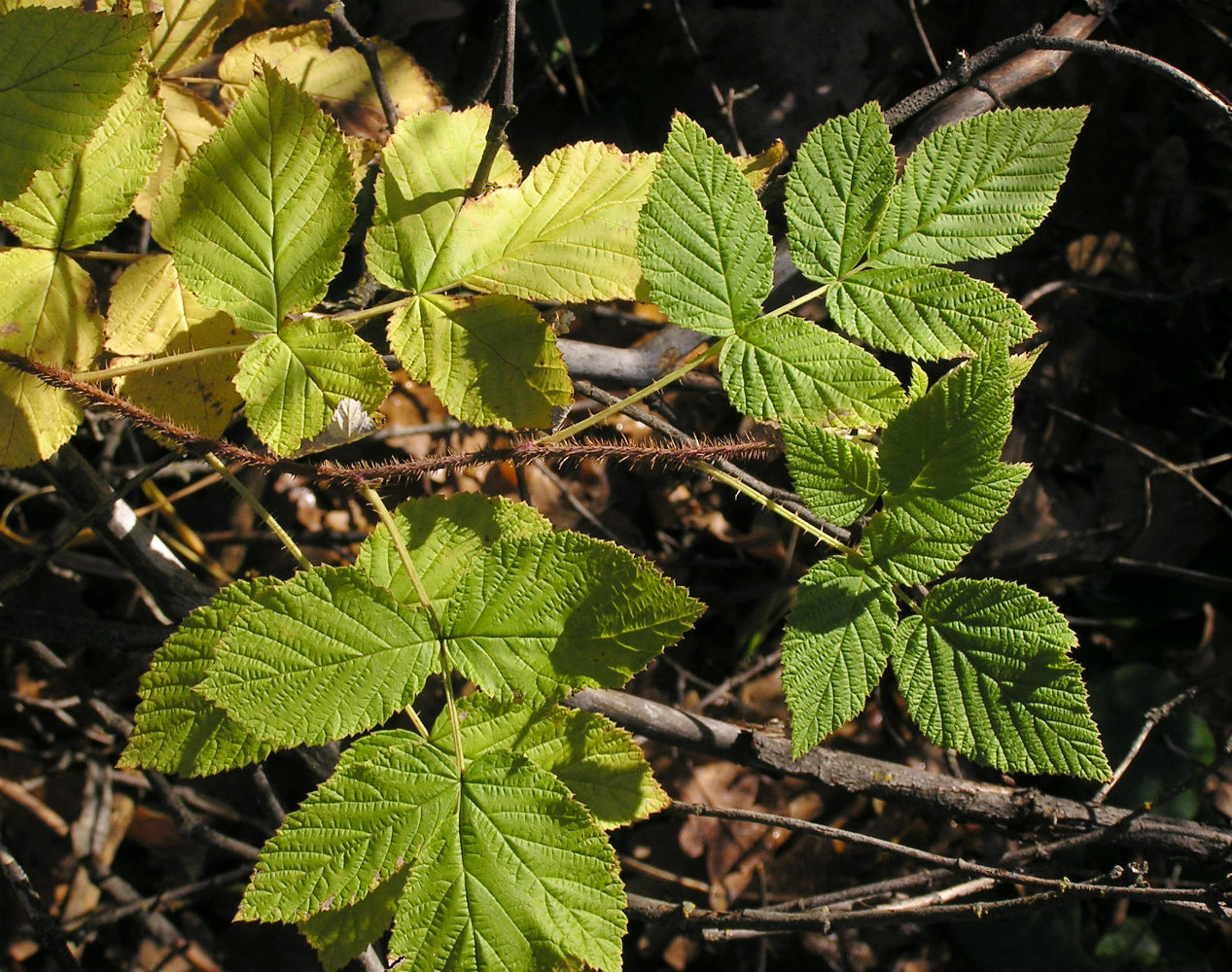 Image of Rubus idaeus specimen.