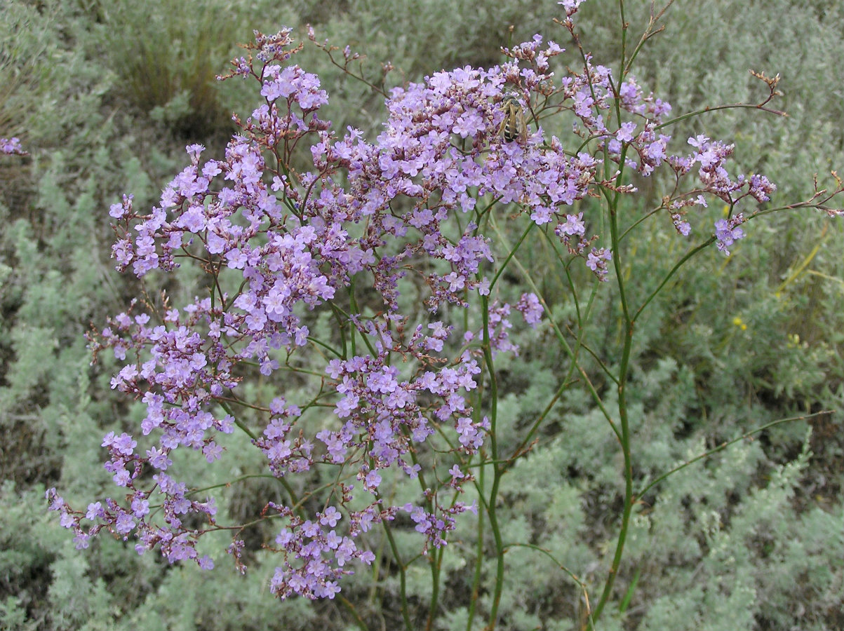 Image of Limonium gmelinii specimen.