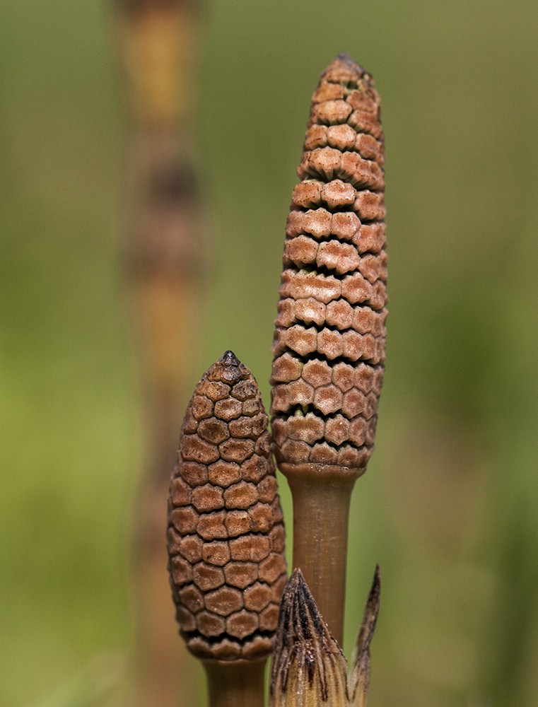 Image of Equisetum arvense specimen.