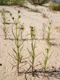 Plantago arenaria